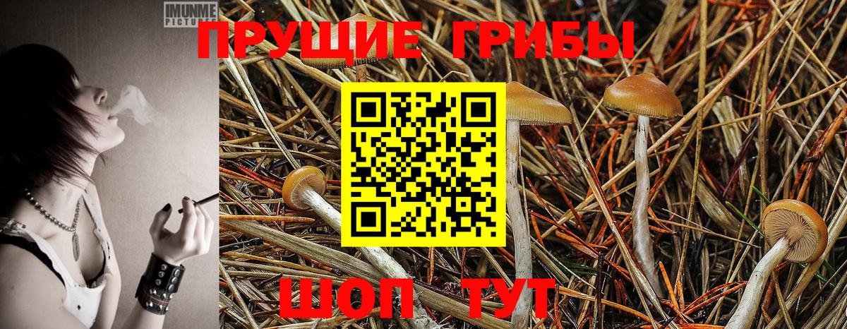 Галлюциногенные грибы Psilocybine cubensis  купить закладку  Азнакаево  Вход с VPN 